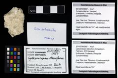 Foto (Objekt + Etikett) von Goniodromites sp.  (NHMW-GEO-2014-0194-0987)